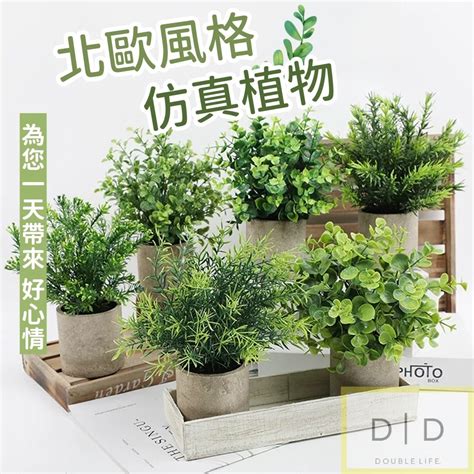 植物擺飾|居家植物天堂